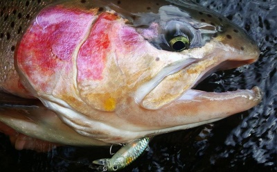 Риболов на пъстърва, щука, костур (BASS), кефал, распер с Lucky Craft Pointer 65 SP